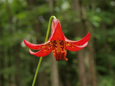 Lilium canadense (Canada Lily)