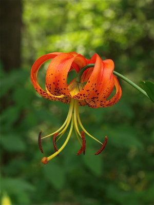 Lilium superbum (Turk's-Cap Lily)