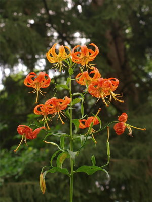 Lilium superbum (Turk's-Cap Lily) - Large Cluster