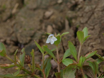 Lindernia dubia (Yellow-Seeded False Pimpernel)