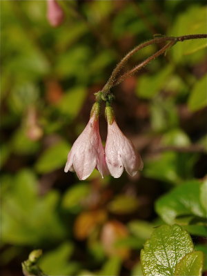 Linnaea borealis (Twinflower)
