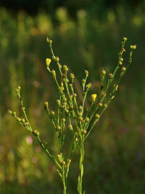 Linum species (Yellow Flax)