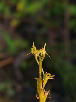 Liparis loeselii (Loesel’s Twayblade)