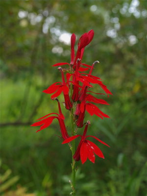 Lobelia cardinalis (Cardinal-Flower)