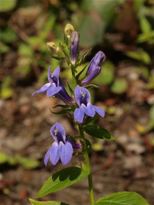 Lobelia siphilitica (Great Lobelia)