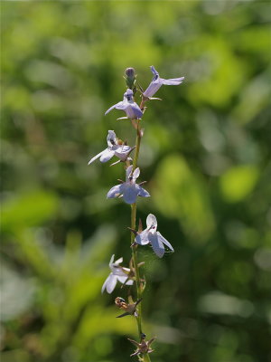 Lobelia spicata (Spiked Lobelia)