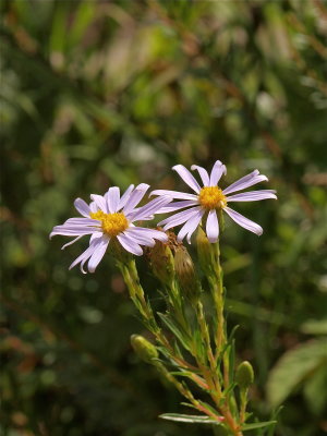 Ionactis linariifolia (Stiff Aster)