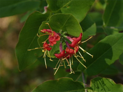 Lonicera dioica (Mountain Honeysuckle)