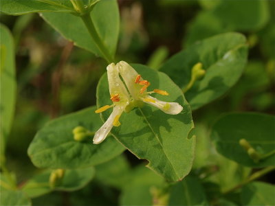 Lonicera oblongifolia (Swamp Honeysuckle)