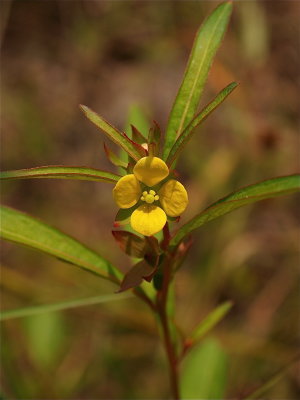 Ludwigia alternifolia (Smooth Seedbox)
