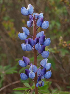 Lupinus perennis (Wild Lupine)
