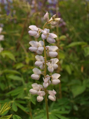Lupinus perennis (Wild Lupine) - Pale Flowers