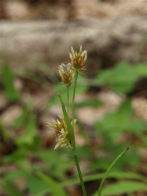 Luzula species (Wood Rush)