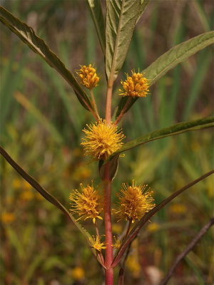 Lysimachia thyrsiflora (Tufted Loosestrife)