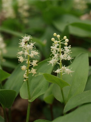 Maianthemum canadense (Canada Mayflower)