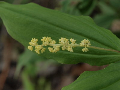 Maianthemum racemosum (Common False Solomon's-Seal)