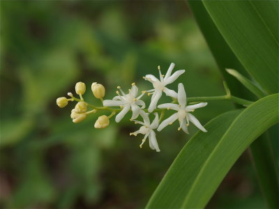 Maianthemum stellatum (Starry False Solomon's-Seal)
