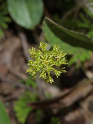 Malaxis unifolia (Green Adder’s-Mouth)