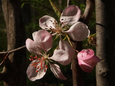 Malus coronaria (Sweet Crabapple)