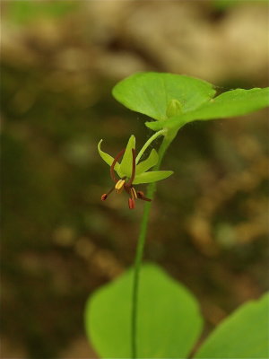 Medeola virginiana (Indian Cucumber-Root)