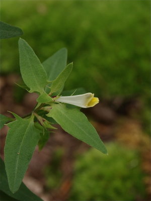 Melampyrum lineare (Cow-Wheat)