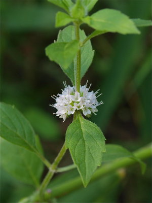 Mentha arvensis (Wild Mint)