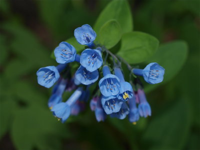Mertensia virginica (Virginia Bluebells) - Blue Flowers