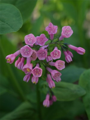 Mertensia virginica (Virginia Bluebells) - Pink Flowers
