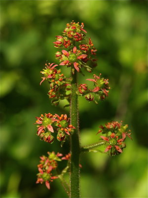 Micranthes pensylvanica (Swamp Saxifrage)