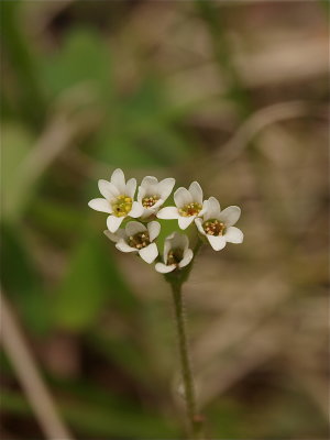 Micranthes virginiensis (Early Saxifrage)