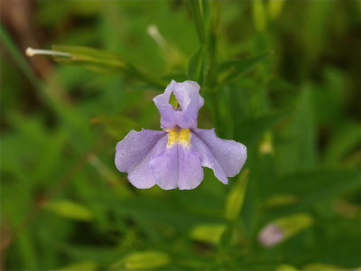Mimulus ringens (Square-Stemmed Monkey-Flower)