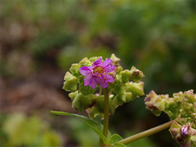 Mirabilis nyctaginea (Wild Four-O'clock)