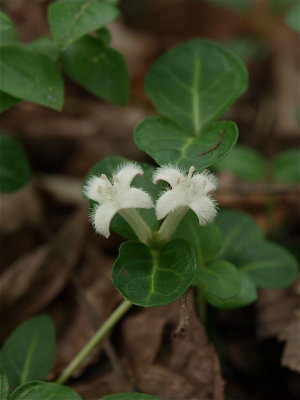 Mitchella repens (Partridgeberry)