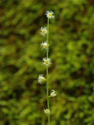 Mitella diphylla (Two-Leaved Miterwort)