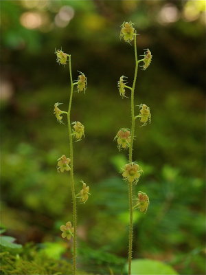 Mitella nuda (Naked Miterwort)