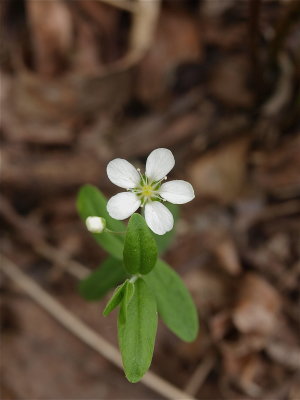 Moehringia lateriflora (Grove Sandwort)