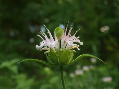 Monarda fistulosa (Wild Bergamot)