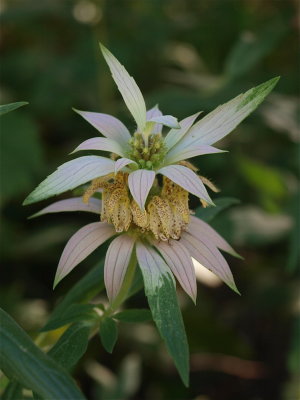 Monarda punctata (Horsemint)