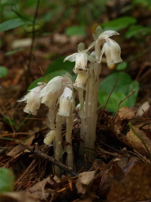 Monotropa uniflora (Indian Pipes)
