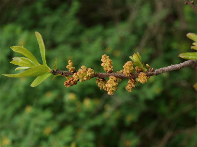 Morella pensylvanica (Northern Bayberry)