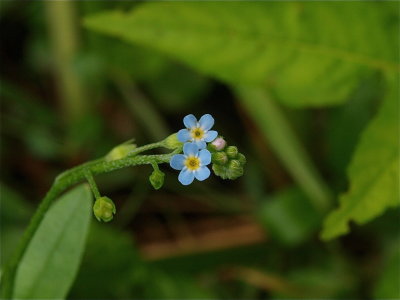 Myosotis laxa (Small Forget-Me-Not)