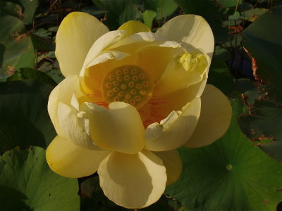 Nelumbo lutea (American Lotus)