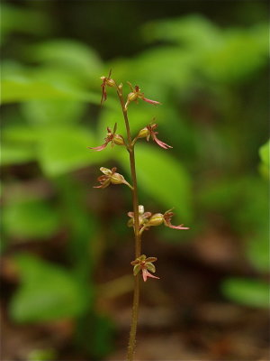 Neottia cordata (Heart-Leaved Twayblade)