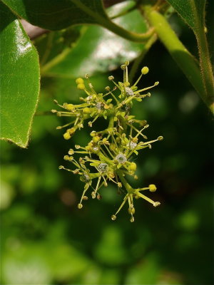 Nyssa sylvatica (Black Gum)
