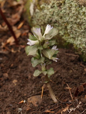 Obolaria virginica (Virginia Pennywort)