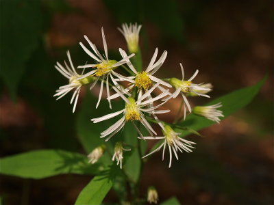 Oclemena acuminata (Whorled Wood Aster)
