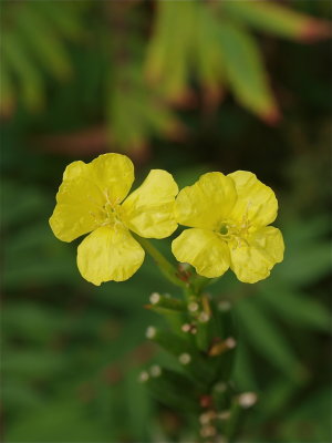 Oenothera biennis (Common Evening-Primrose)