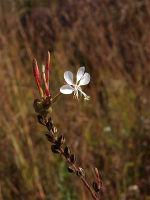 Oenothera gaura (Biennial Gaura)