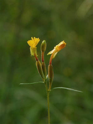 Oenothera perennis (Small Sundrops)