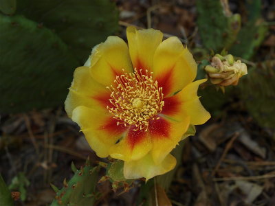 Opuntia humifusa (Prickly-Pear Cactus)